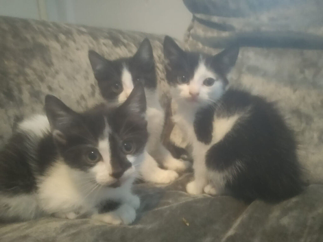 3 black/white kittens ready to go(2 left)