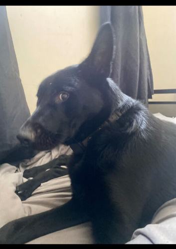 1 year old Coco