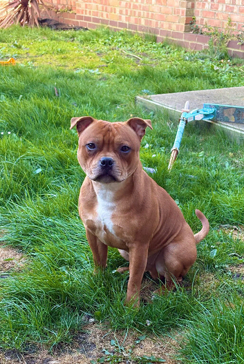 Staffordshire bull terrier - QUALITY STUD - full pedigree - ** champion bloodline**