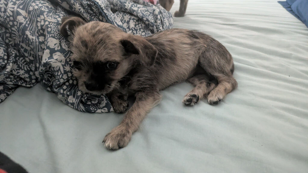 10 week old puppy