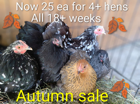 Pekin pullets (female) 18+ weeks old