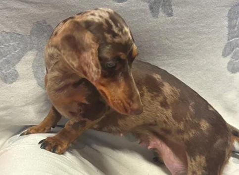 Dachshunds