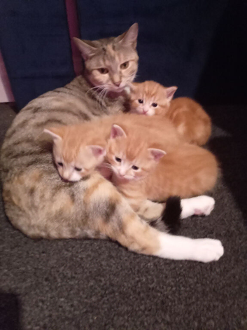 Hi I have 3stunning kitten