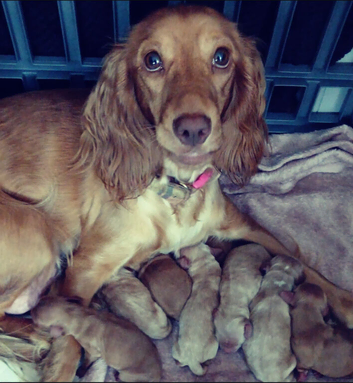 Cocker spaniel puppies for sale