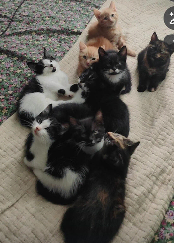 Kittens ready for new home