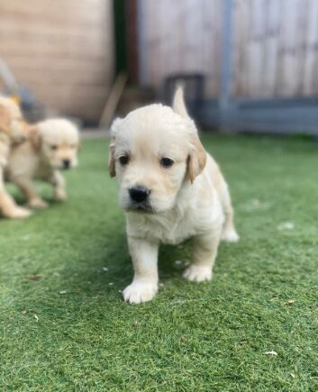Beautiful Golden Retriever Puppies Raised With Love