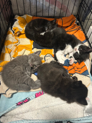 Super cute kittens