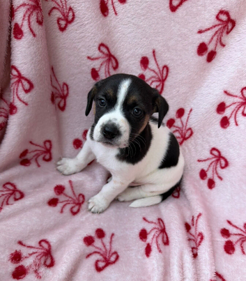 3 Jack Russell puppies