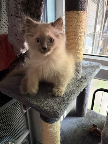 Ragdolls