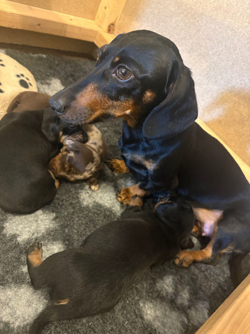 Cutest Miniature Dachshund Pups For Sale