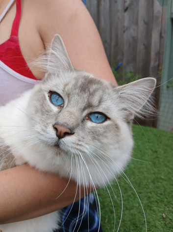 Handsome Blue Tabby Lynx Ragdoll