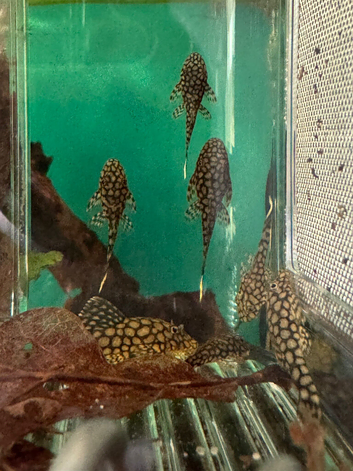 Wabenmuster bristlenose plecostomus