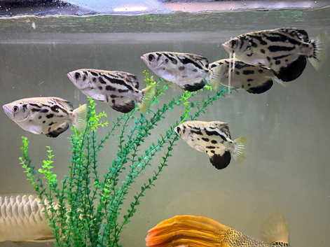 Group Of Six Clouded Archer Fish For Sale