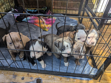 Beautiful Boston X Puppies for sale
