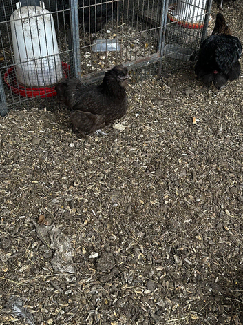 Hens for sale