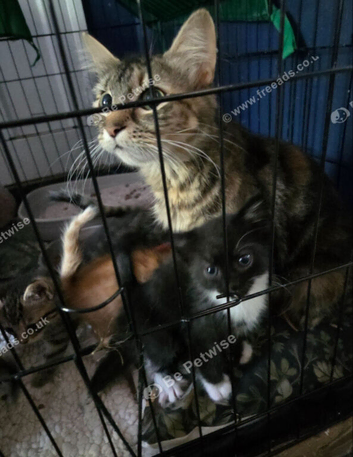 Tuxedo kittens mixed litter