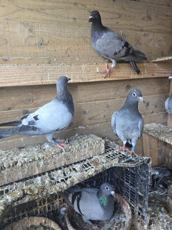 Babies racing pigeons for sale.