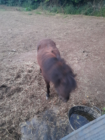 Male ponie &pound;300
