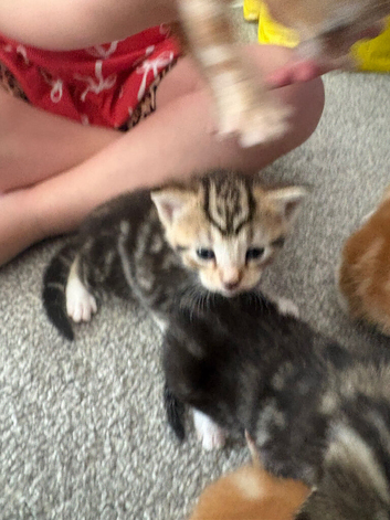 2 tabby kittens for sale