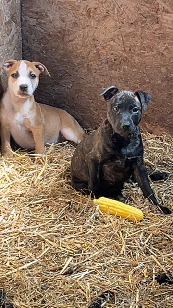 Staffordshire bull terriers