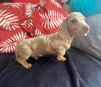 Lilac and cream dapple miniature dachshund
