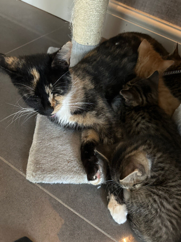 Kittens for sale