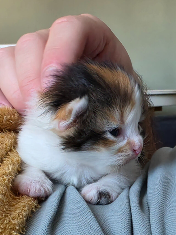Kitten