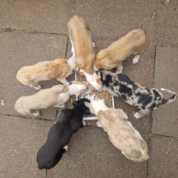 Lurcher pups
