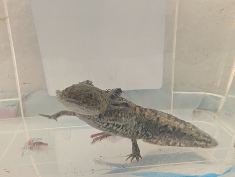 High Iridophores Hypo baby axolotls
