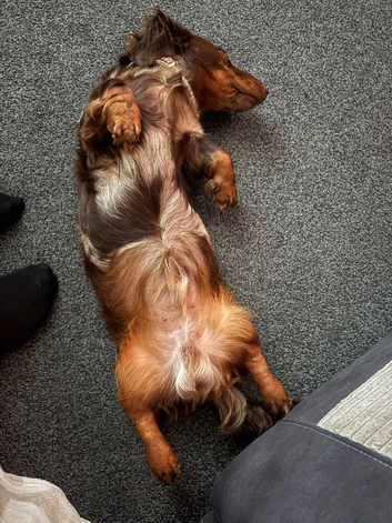 Mini long haired boy