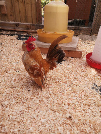 Serama  fertile  hatching eggs