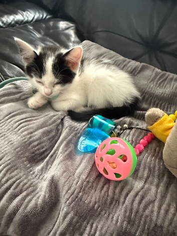 Kitten