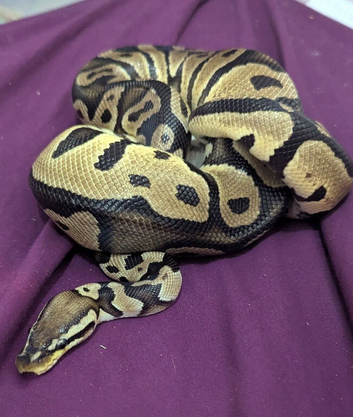 Friendly , Calm cuddly ball python  for sale