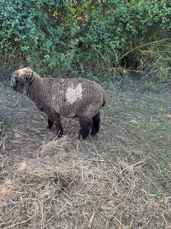 Coloured Ryeland Lambs