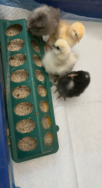 Unsexed cross breed chicks