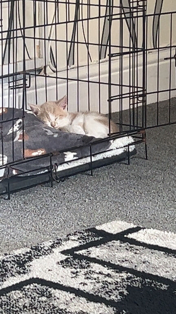 Cream and white kitten