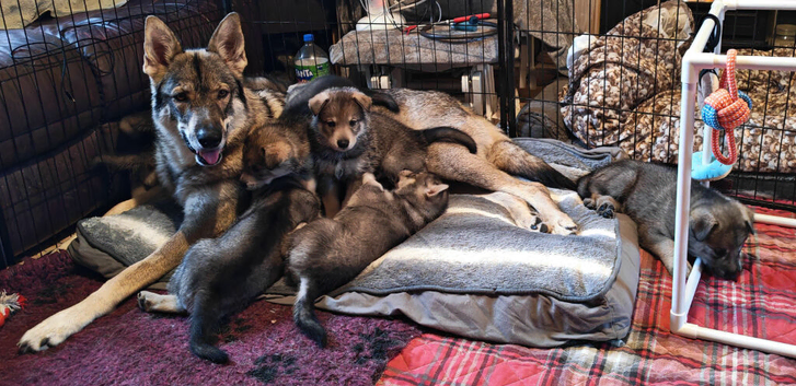 Northern Inuit puppies