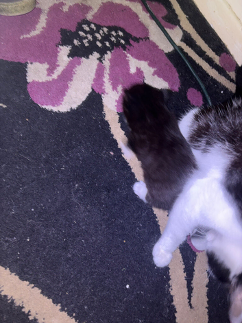 1 black and white kitten