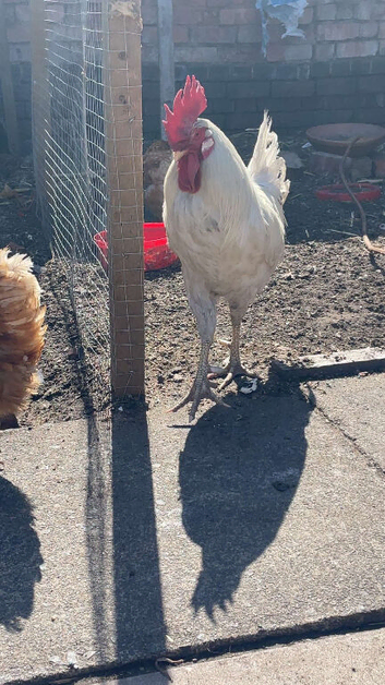 Friendly White Leghorn Rooster Looking for a Flock