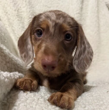 Miniature Dachshund