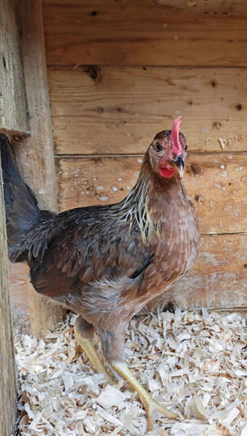 Brown Leghorn Bantam Pair 2026 bred