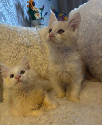 3 beautiful Maine coon boys