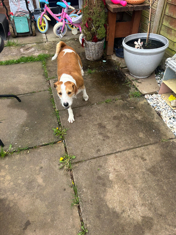 Jack Russell cross beagle needs new home