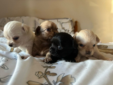 Stunning Long-Haired Apple Head Chihuahua Puppies Ready Soon