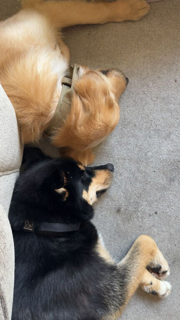 For sale 10 month old golden retriever (Not his fault)