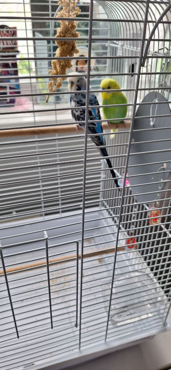 Budgies