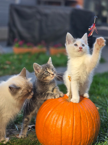 Half Ragdoll Kittens - Mother Ragdoll - East London