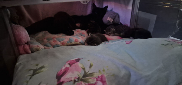 Kittens
