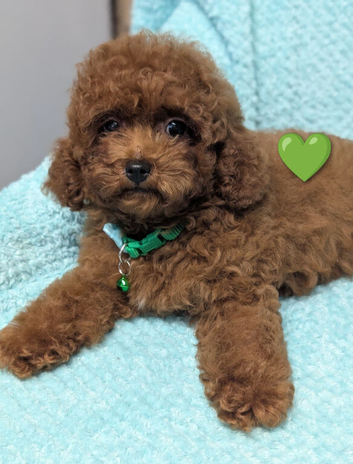 Adorable Asian red toy poodles