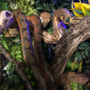 Amazon tree boa
